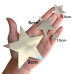 Aplique Estrela laminado