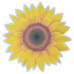Girassol (de 1 a 10un)